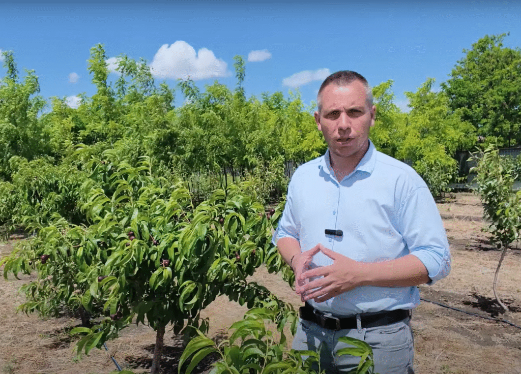 Ghid Tehnologic Complet pentru Îngrijirea Piersicului – De la Plantare la Recoltă