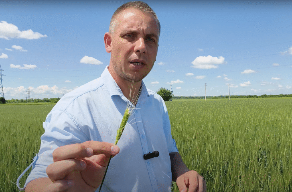 Tripsul la grâu: un dușman invizibil cu impact uriaș asupra producției