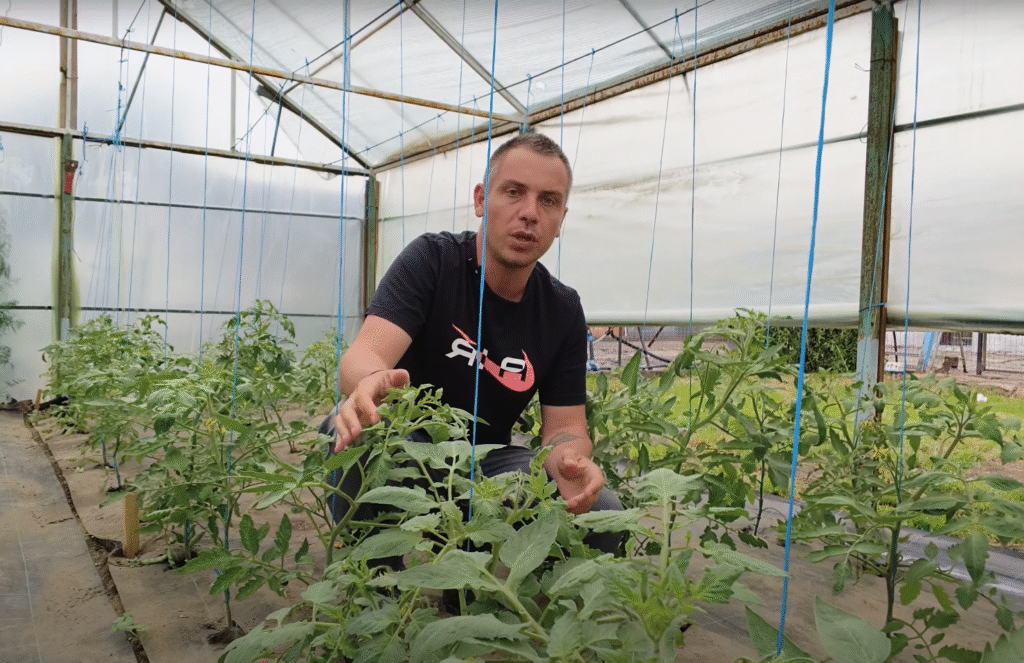 Daunătorii tomatelor în solar în faza de înflorire – Cum îi recunoști și ce tratamente aplici