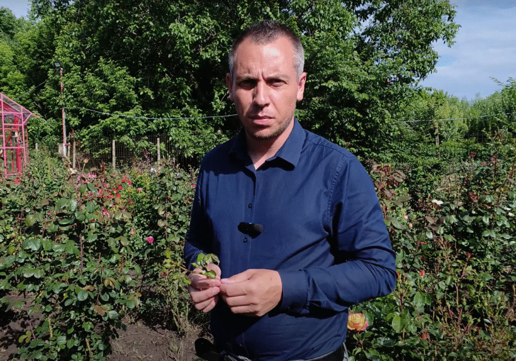 Afidele – dușmanii mici care fac pagube mari