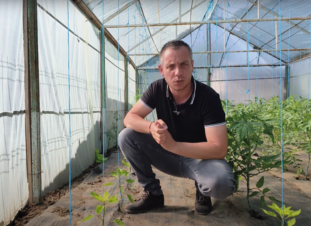 De ce au răsadurile de ardei vârful galben?