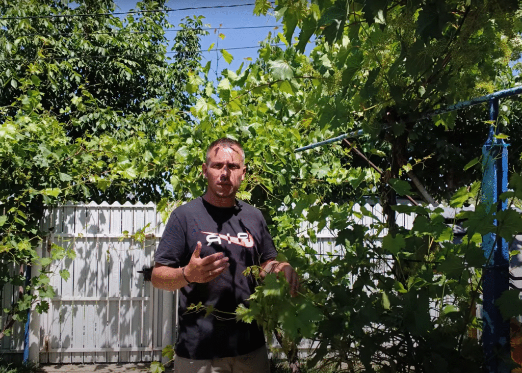 Ce lucrări facem la vița de vie în perioada înfloririi – Ghid complet pentru soiuri de masă și vin