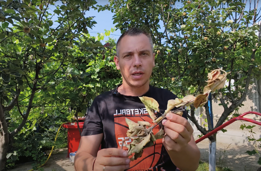 🔥Focul bacterian la pomii fructiferi: identificare, tratamente omologate și prevenție