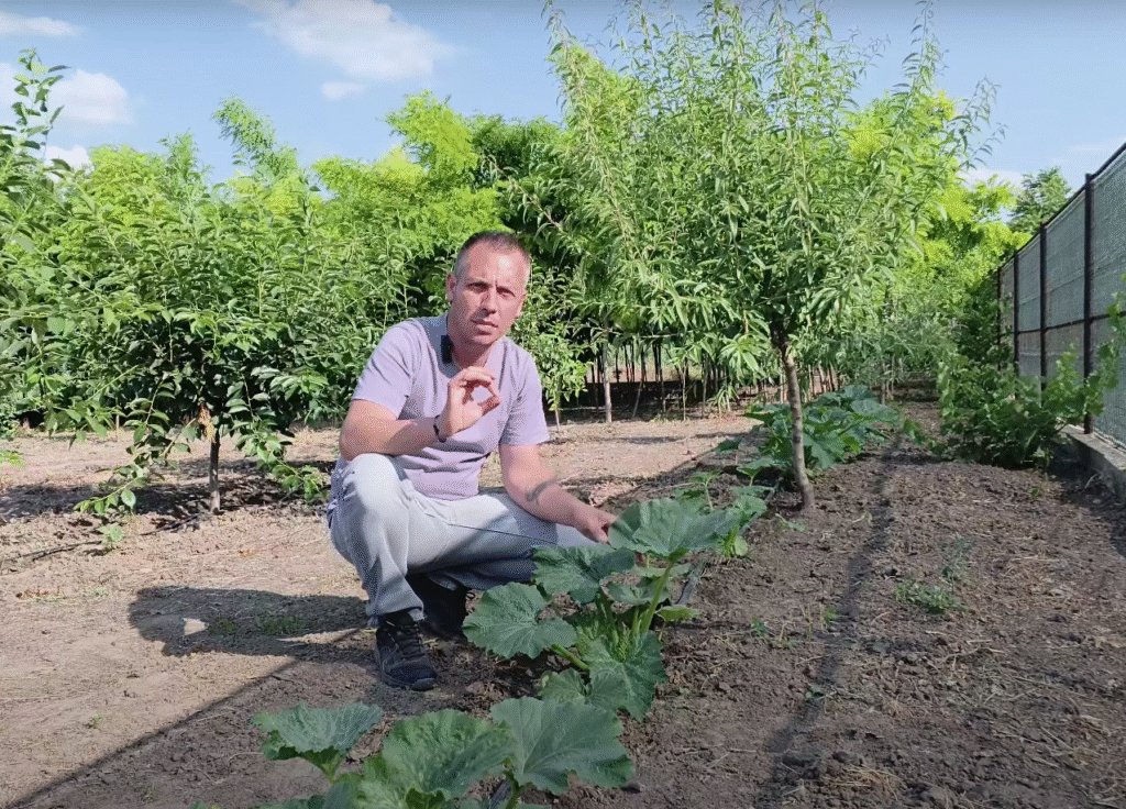 📌 Tehnologia completă la dovlecei în faza de 6 frunze