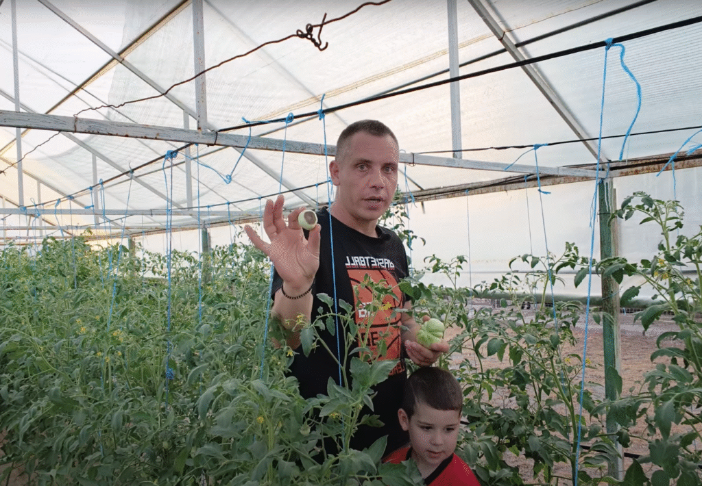 👉 Pătarea apicală la tomate și ardei – de ce apare și cum o combatem corect cu calciu