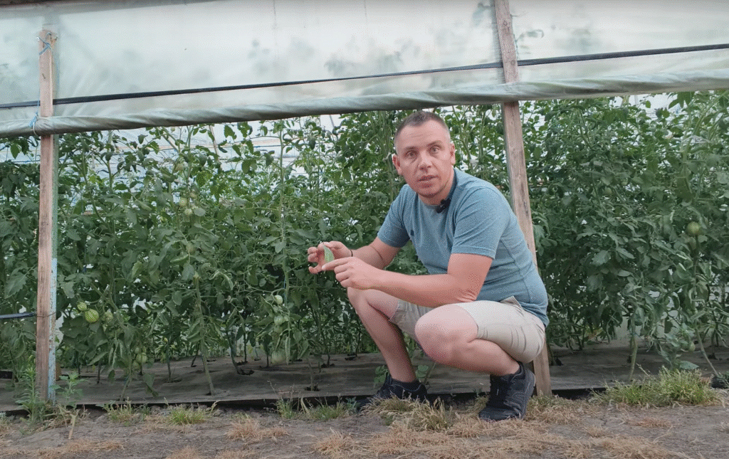 Frunze arse la roșii? Află de ce NU e lipsă de apă sau magneziu – e carență de potasiu!