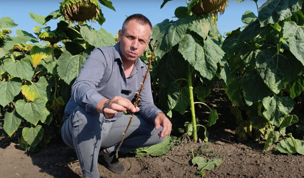Lupoaia (Orobanche cumana) – Inamicul ascuns al florii-soarelui