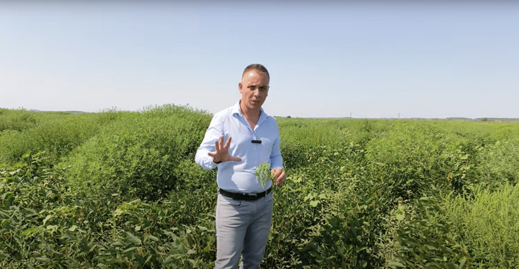 Ambrozia în cultura de soia – recunoaștere, efecte și combatere eficientă