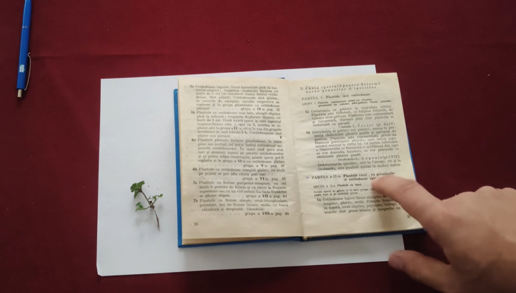 Identificarea corectă a buruienilor – exemplu practic: Lamium amplexicaule