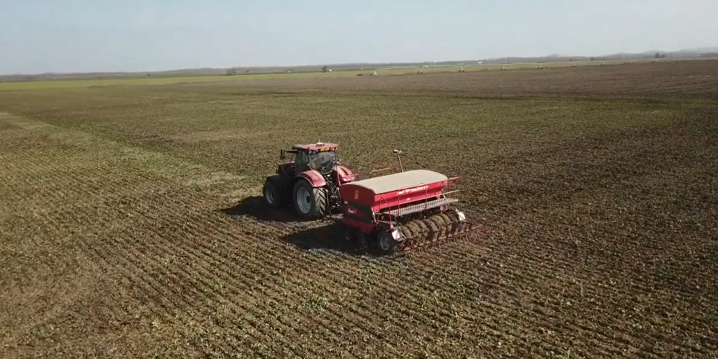 Tehnologia completă la coriandru: semănat variabil, fertilizare și controlul buruienilor