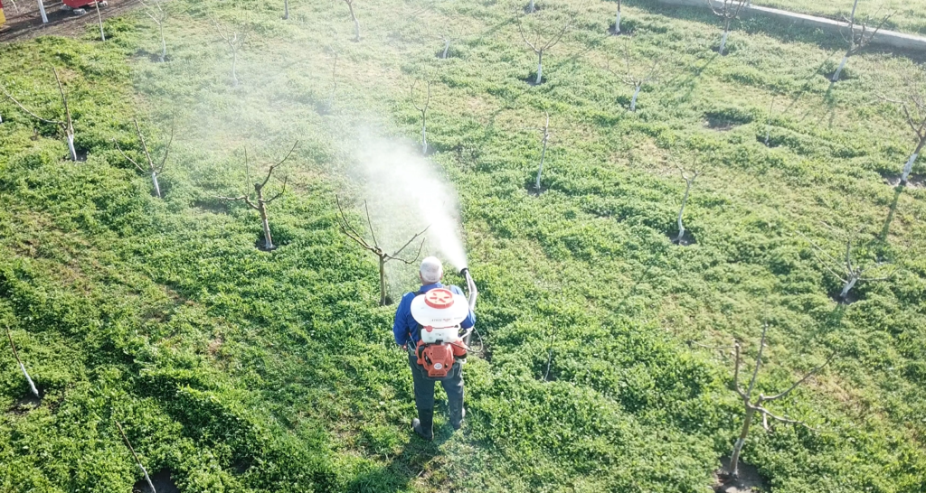 Dezmugurit la pomi – tratamentul care îți decide tot sezonul