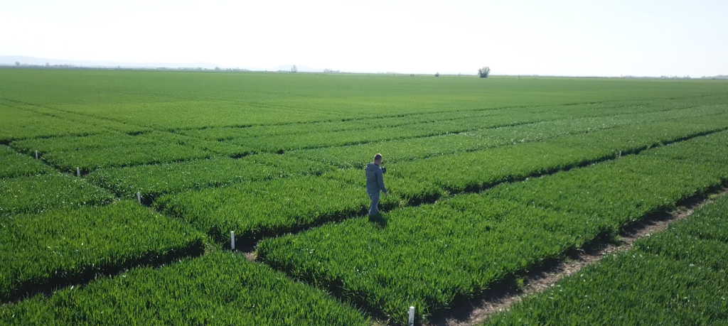 Tratamentul la grâu în faza de 30 cm – momentul critic în care introduci și regulatorul de creștere