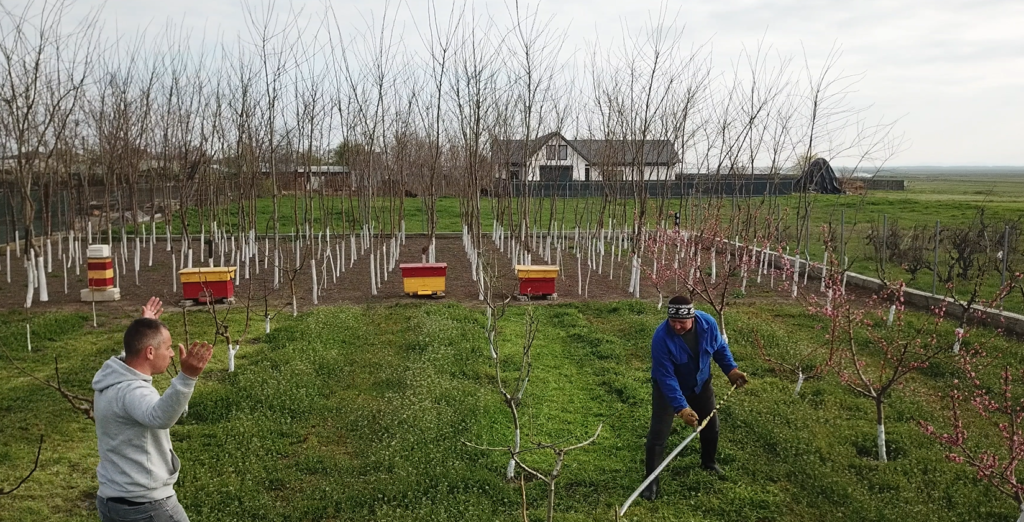Coasă sau motocoasă? Diferența reală dintre muncă și eficiență în livadă