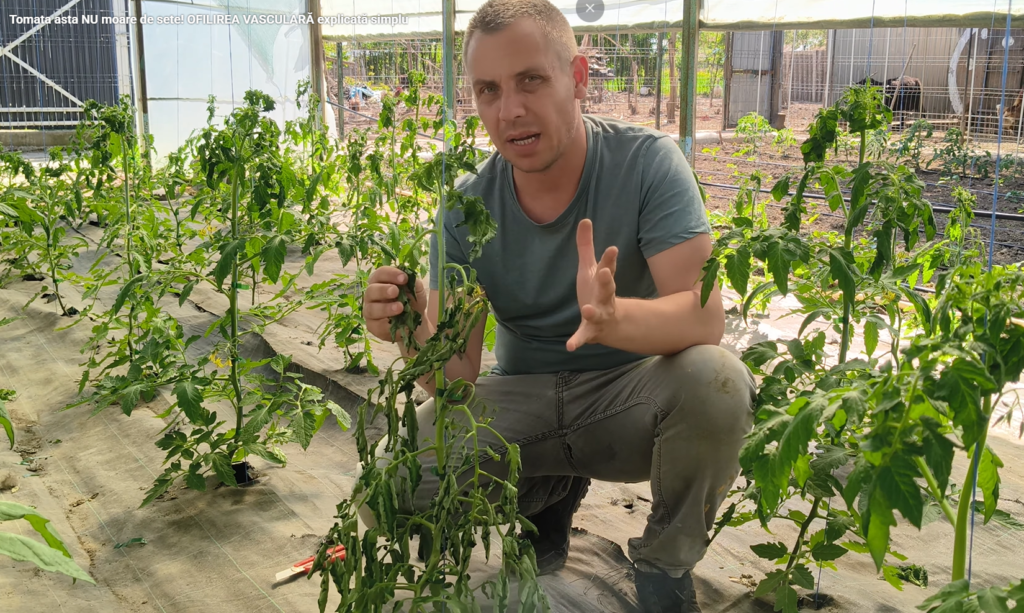 Ofilirea vasculară la tomate – de ce se usucă plantele chiar dacă au apă?